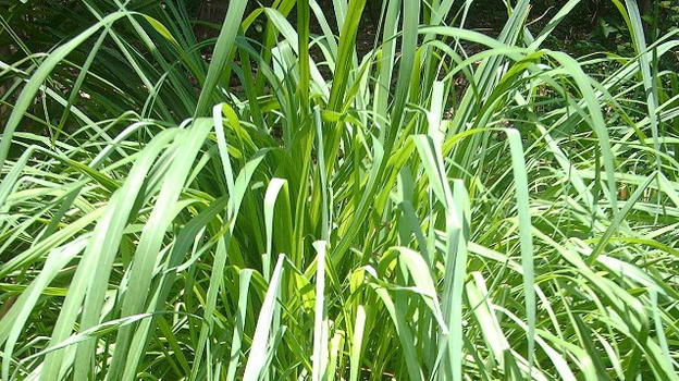 Tutte le proprietà terapeutiche della citronella