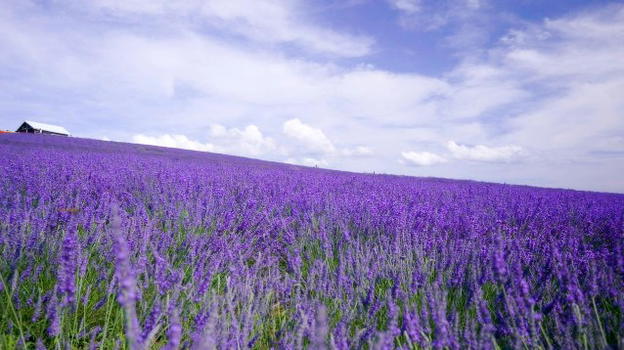 Lavanda, uno scrub naturale da fare in casa