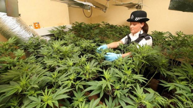 Polizia di Durham: "Chi fuma cannabis? Faccia pure: non arresteremo"