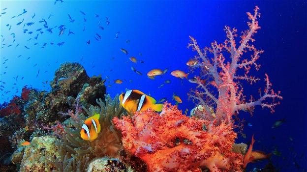 I ricercatori cinesi inventano corallo sintetico per pulire gli oceani