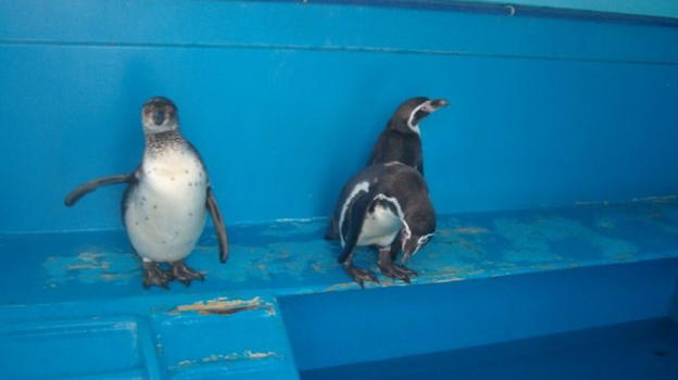 Sequestrati pinguini di un circo. Vivevano chiusi in frigorifero