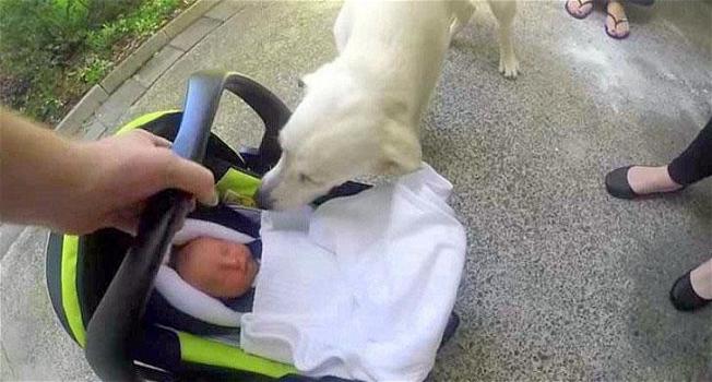 Ecco come reagisce un cane all’arrivo in casa di un neonato