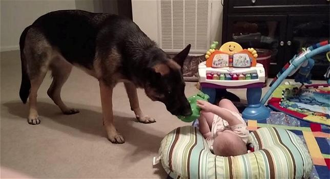 Un cane ed un neonato giocano insieme. Davvero adorabili