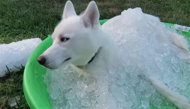 Sommerge il suo cane con del ghiaccio. Ecco perchè