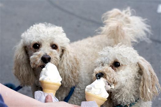 Le gelaterie per cani spopolano in tutto il mondo
