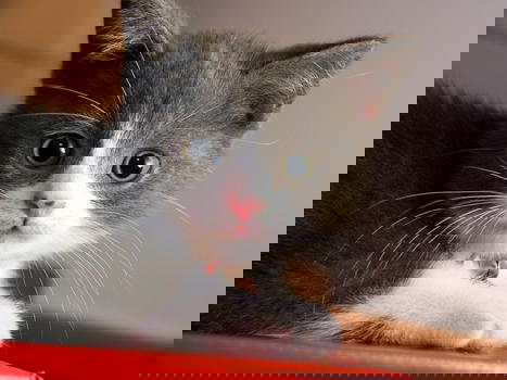 Gatti: la vitamina D è importante per la loro salute. Ecco perchè