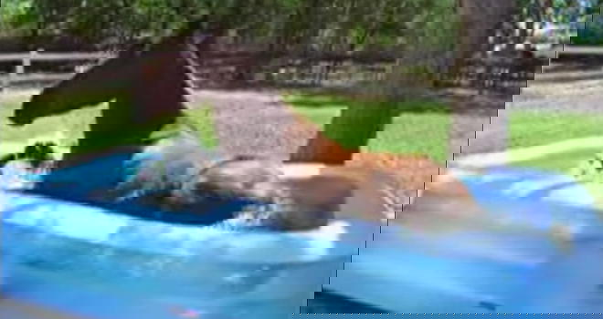 Un cavallo scopre la piscina per bambini. Ecco la sua reazione