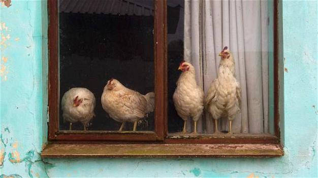 Cina: “Se le galline salgono sul tetto sta per arrivare un terremoto”. Uno studio lo rivela