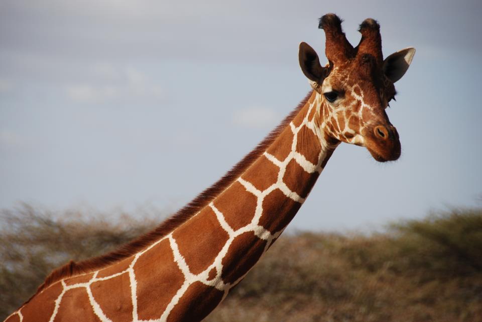 Giraffe: è allarme estinzione. In 15 anni ben il 40% di esemplari in meno