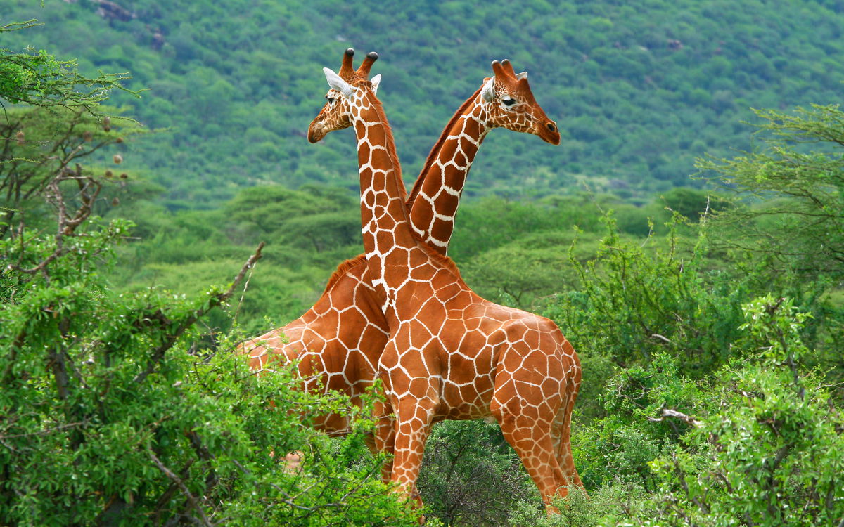 Giraffe è allarme estinzione. In 15 anni ben il 40 di esemplari in meno