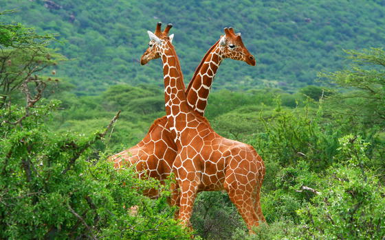 Giraffe: è allarme estinzione. In 15 anni ben il 40% di esemplari in meno
