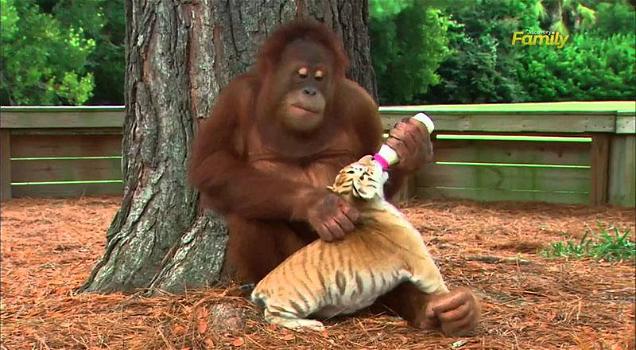 Un orango scende ogni giorno dall’albero per un motivo. Ecco quale
