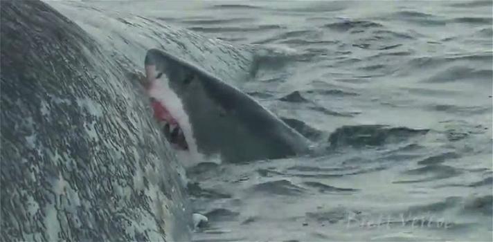 Cinque squali affamati mangiano la carcassa di una balena in un video terrificante