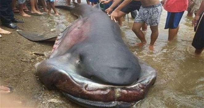 Filippine: trovato squalo con la bocca larga un metro