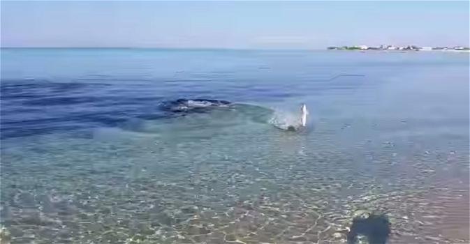 Salento: uno squalo insegue la sua preda fino a riva