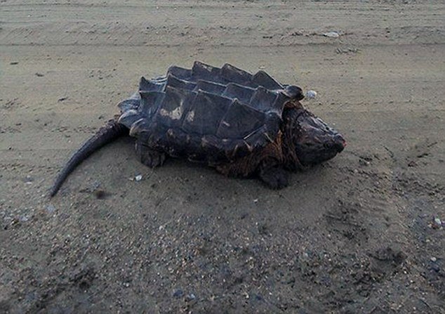 Russia: ritrovata tartaruga-alligatore. Ecco le immagini 