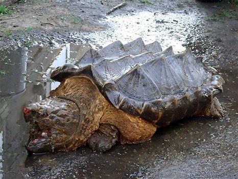 Russia: ritrovata tartaruga-alligatore. Ecco le immagini