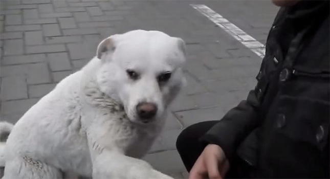 Ecco White, il cane più socievole del mondo