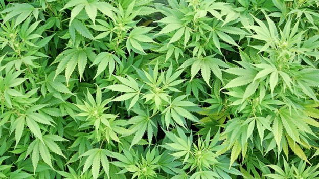 Roma: serre di marijuana scoperte nel deposito bus grazie a cadavere