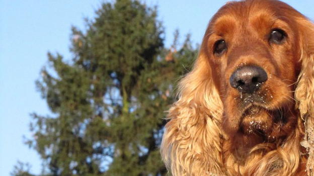 Cocker difende la padrona e fa fuggire l’aggressore
