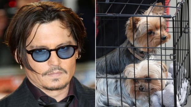 Johnny Depp, Mostra di Venezia: "I miei cani? Li ho uccisi e mangiati"