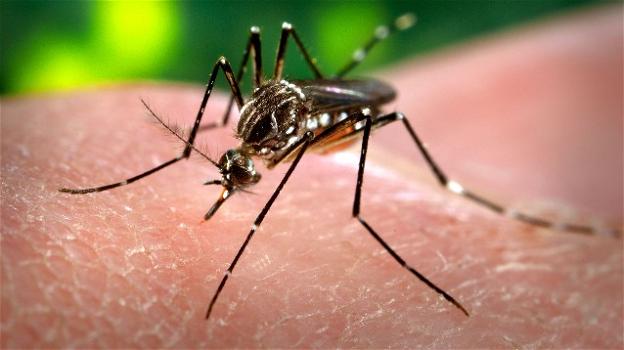 A Bologna registrato un primo caso di Dengue