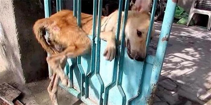 Cane rimane incastrato in un cancello. Qualcuno però lo salva