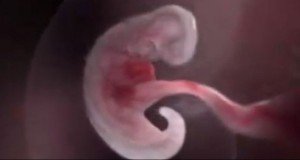 I 9 mesi di un feto in un emozionante video