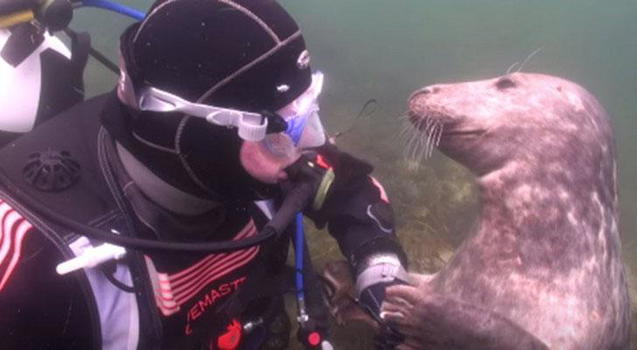 Una foca si avvicina ad un sub. Ecco cosa gli chiede