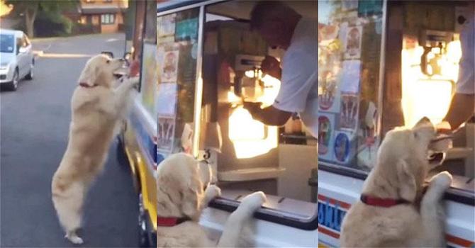 Un cane ordina da solo il suo gelato. Ecco come