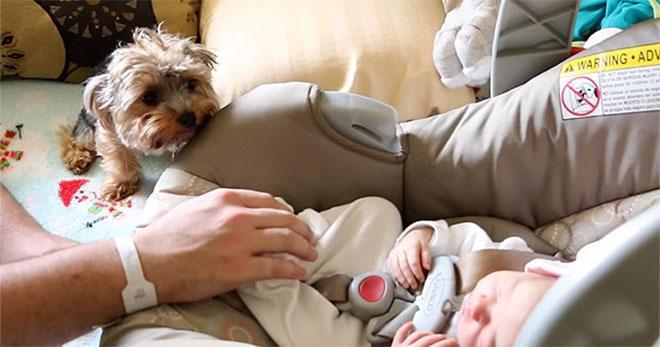 Questo cane incontra un neonato per la prima volta. Non ci sono parole per descrivere questo momento