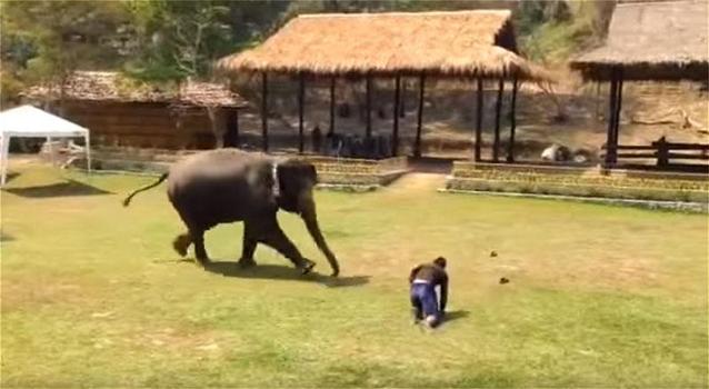Un elefante corre in aiuto dell’uomo che si è occupato di lui
