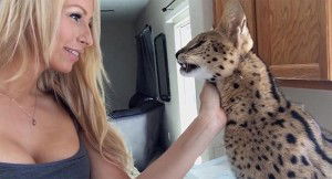 Gatto selvatico chiama mamma una bellissima modella. Davvero incredibile