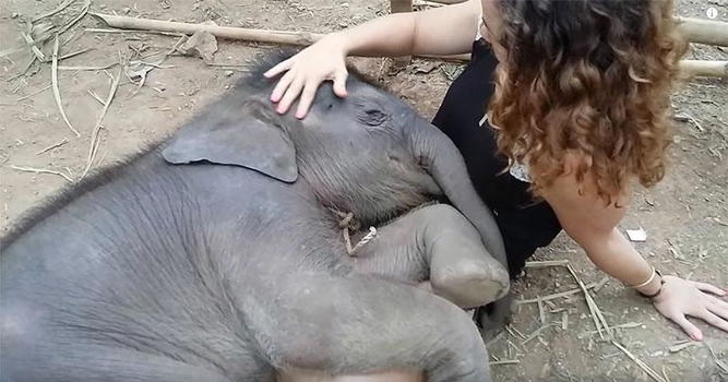 Una bambina ed un elefantino hanno un rapporto davvero speciale. Ecco perchè
