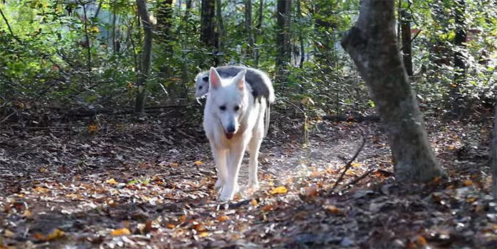 Un opossum è solo al mondo. Ecco chi si prende cura di lui