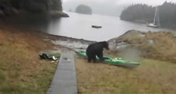 Un orso distrugge il kayak di una donna che gli ha spruzzato in faccia uno  spray al peperoncino