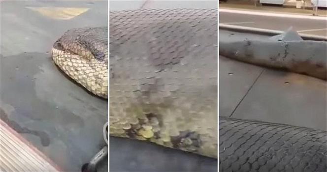 Bangkok: ritrovato serpente di 9 metri. Eccolo mostrato in un video