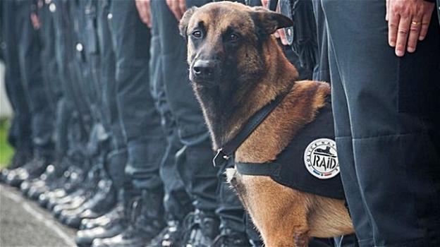 Diesel: il cane poliziotto morto nel blitz a Saint Denis. Ha salvato la vita a 10 agenti