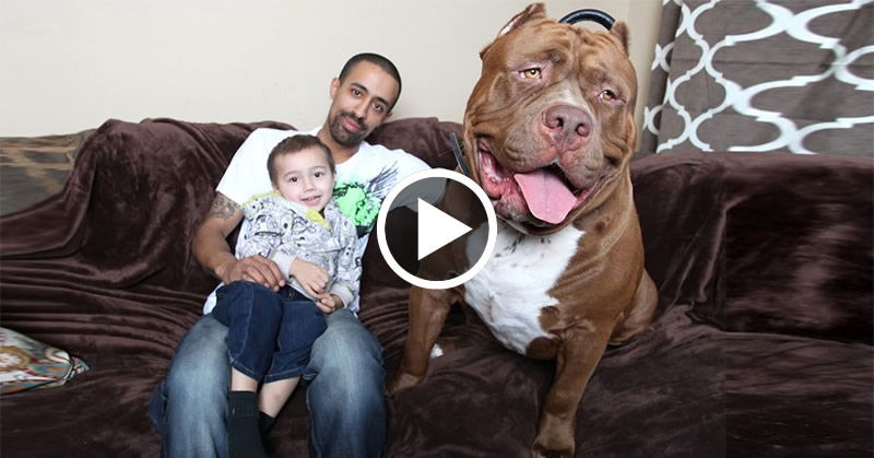 Ecco Un Pitbull Gigante Ed I Suoi Cuccioli Davvero Incredibile