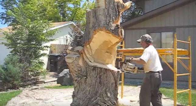 Solo un vecchio albero da sradicare? Ecco la sua incredibille trasformazione