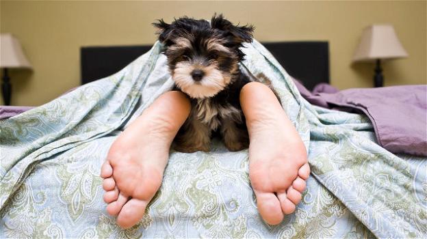 Dormire con il proprio cane fa bene o male? La risposta da uno studio