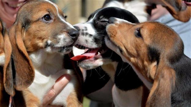 Nati i primi cani in provetta: aiuteranno a curare l’uomo
