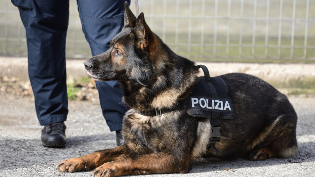 Poliziotti A 4 Zampe Ecco I Giubbotti Antiproiettile Per Cani