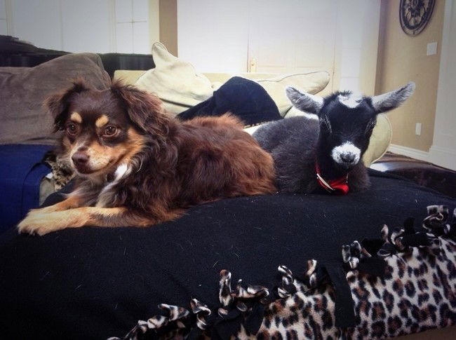 10 cani amici delle capre. Adorabili!