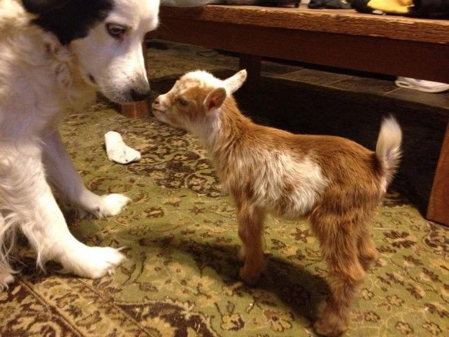 10 cani amici delle capre. Adorabili!