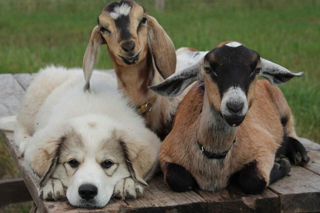 10 cani amici delle capre. Adorabili!