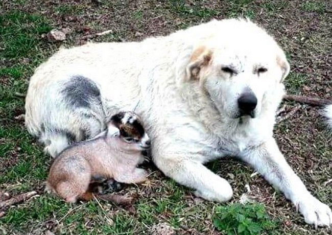 10 cani amici delle capre. Adorabili!