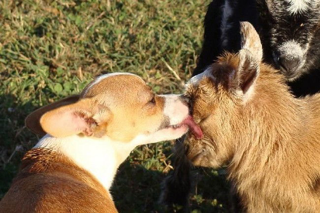 10 cani amici delle capre. Adorabili!