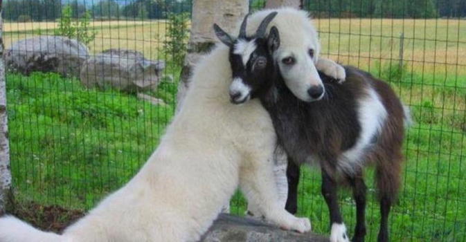 I cani amici delle capre. Adorabili!