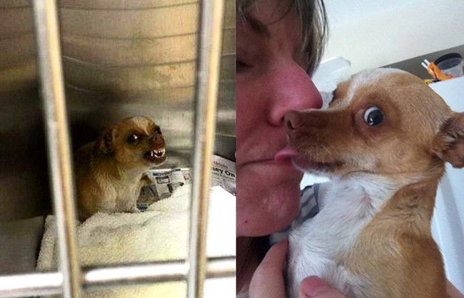 12 foto di cani prima e dopo il loro salvataggio. Davvero emozionanti!